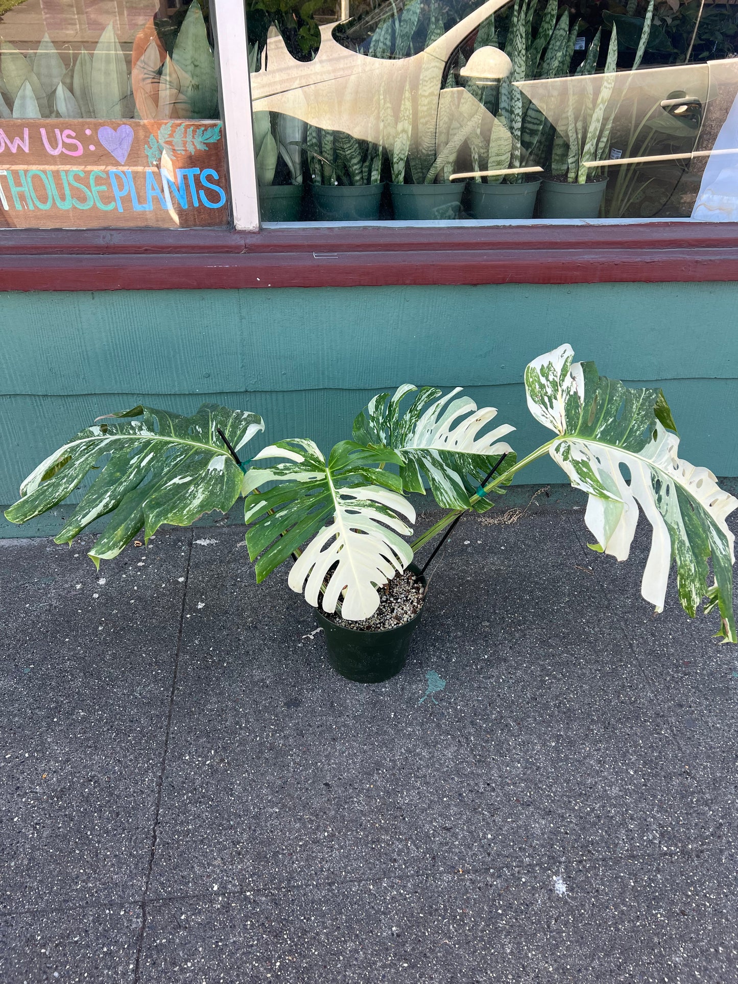 Monstera 'Albo Variegata' #1