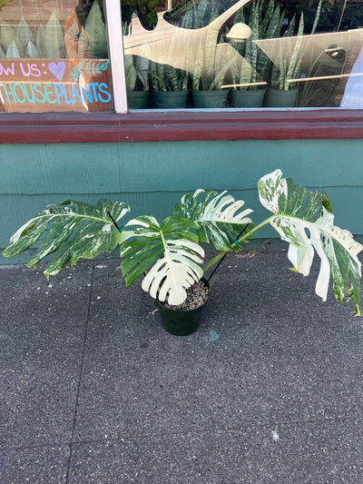 Monstera 'Albo Variegata' #1