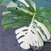 Monstera 'Albo Variegata' #1