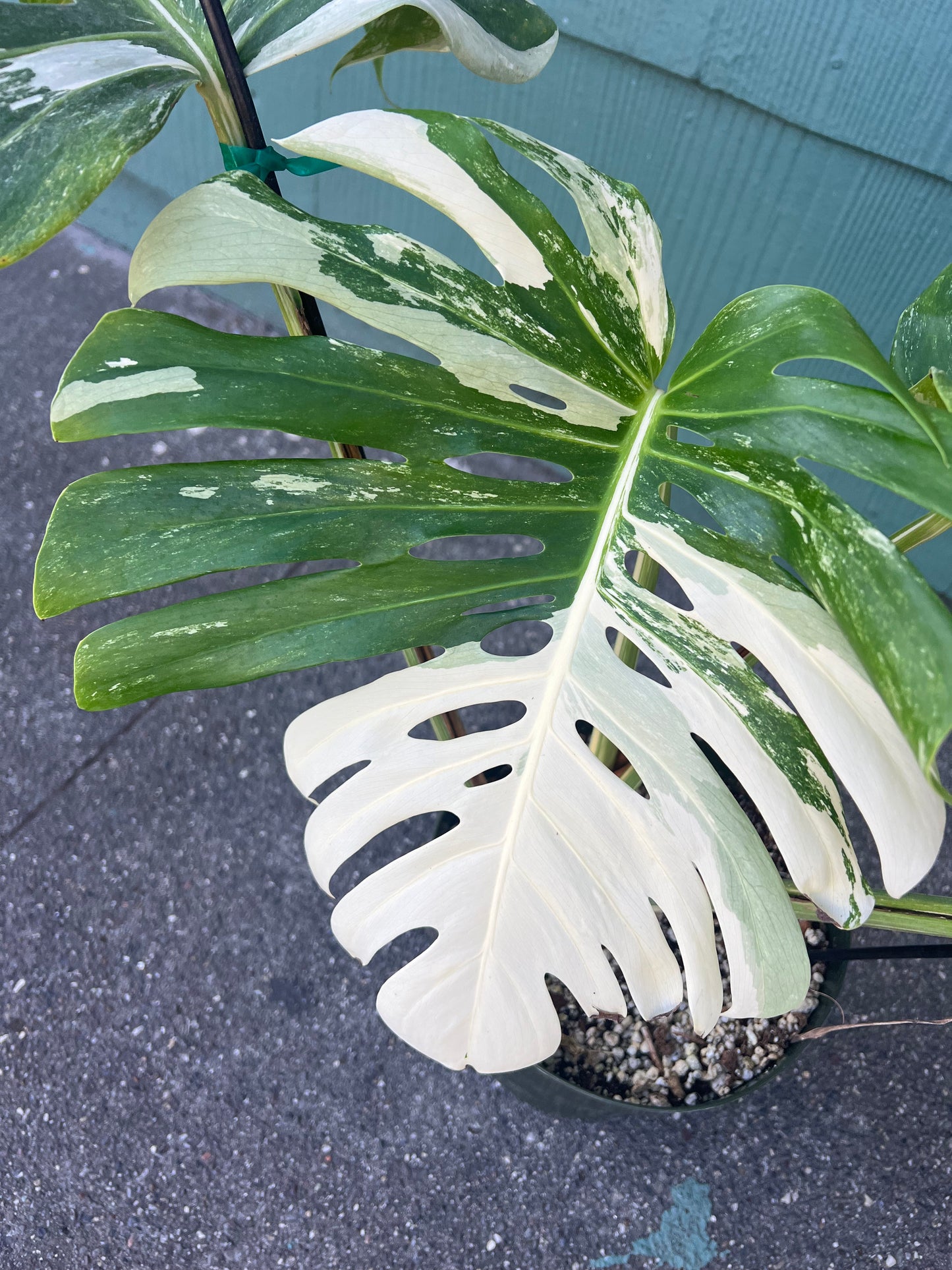 Monstera 'Albo Variegata' #1