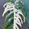 Monstera 'Albo Variegata' #1