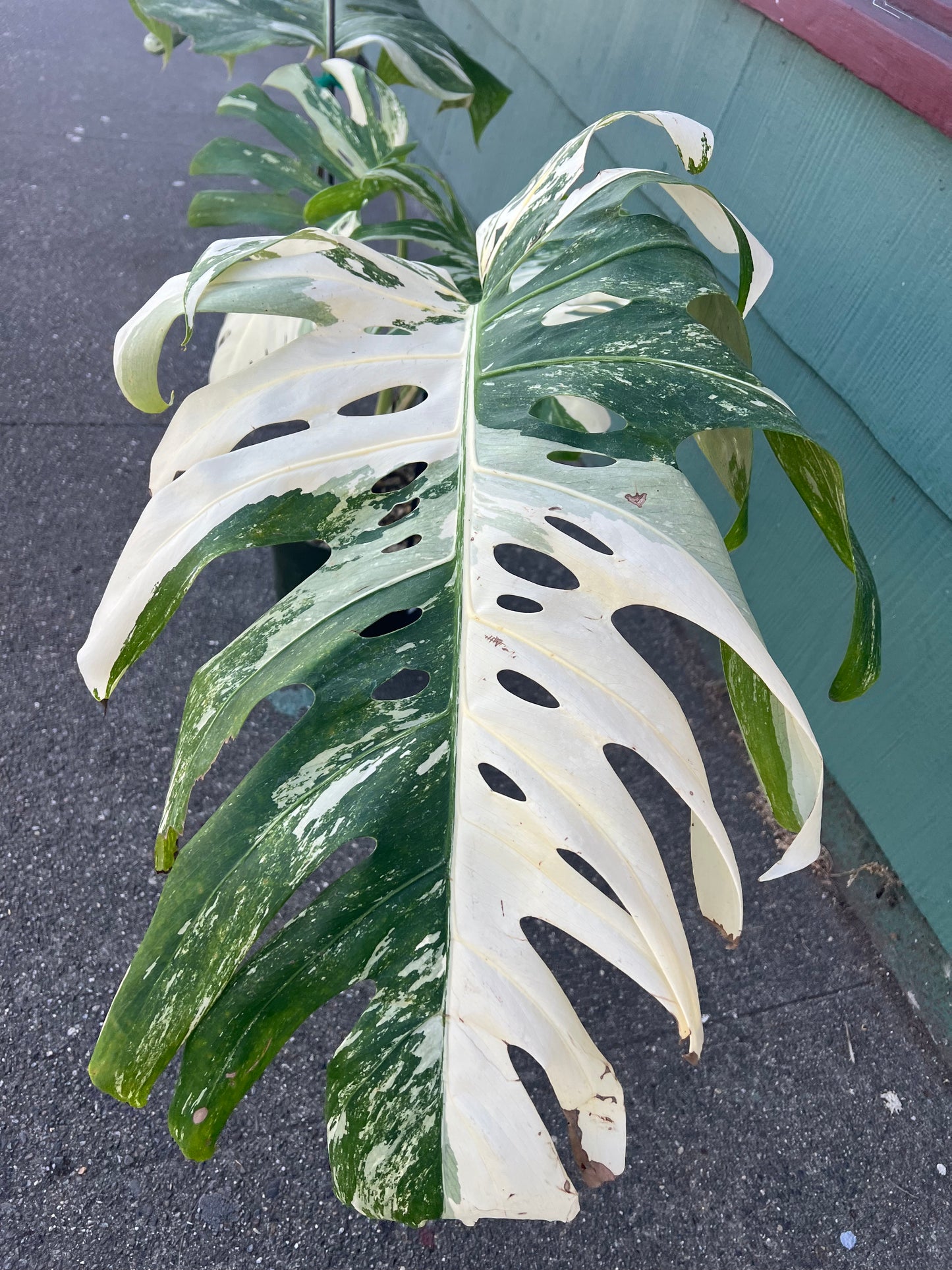 Monstera 'Albo Variegata' #1