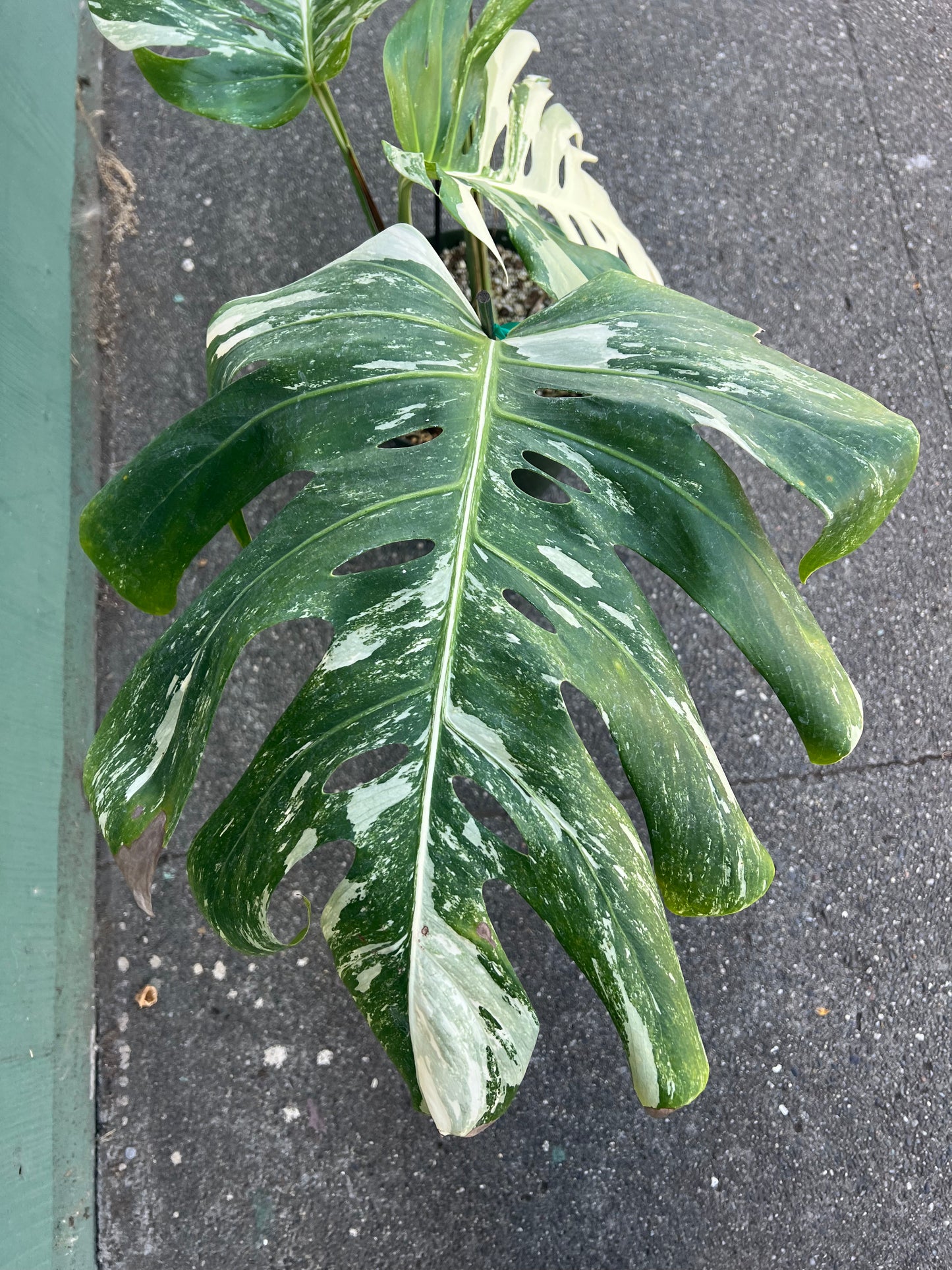 Monstera 'Albo Variegata' #1