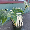 Monstera 'Albo Variegata' #1