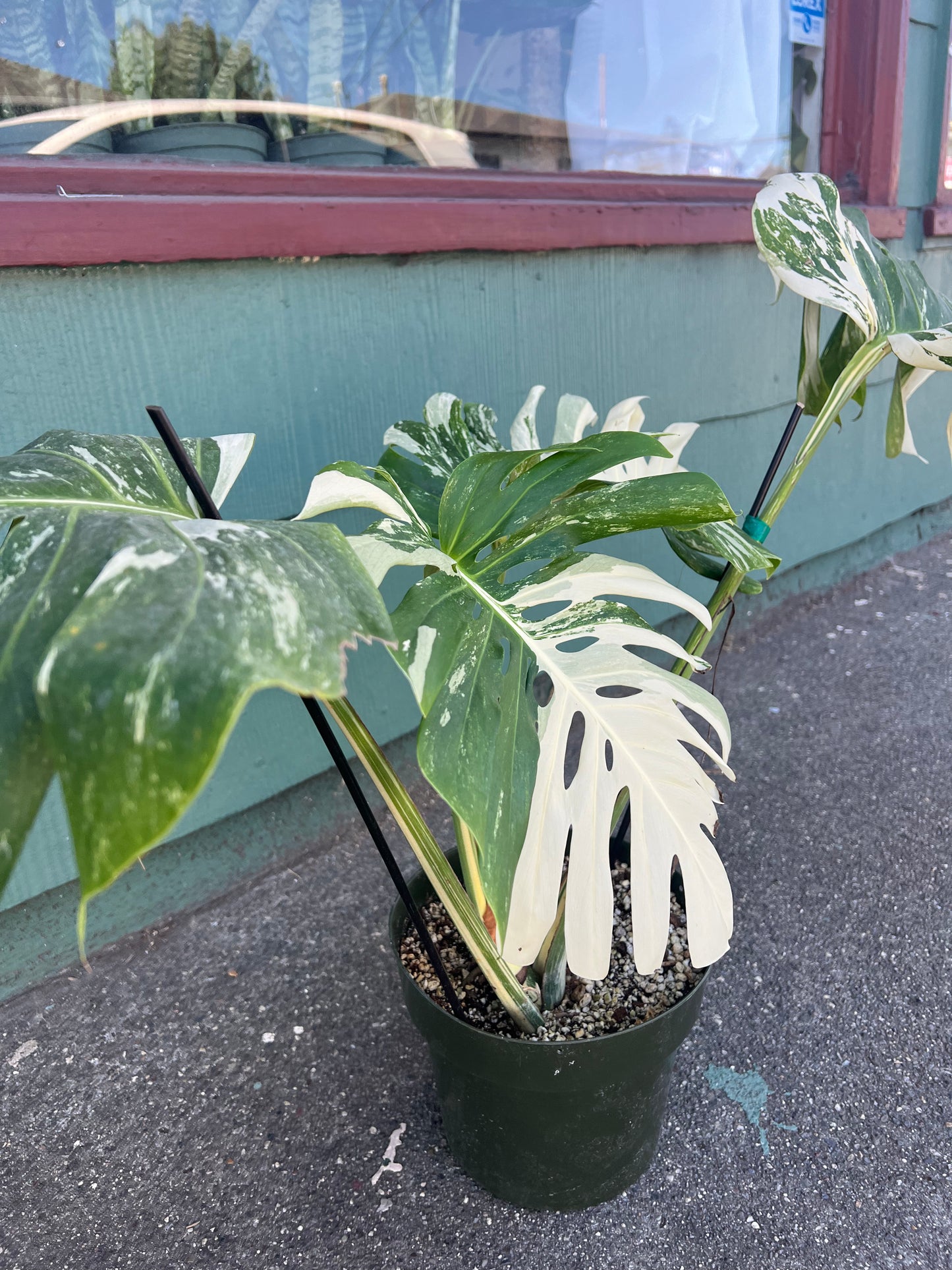 Monstera 'Albo Variegata' #1