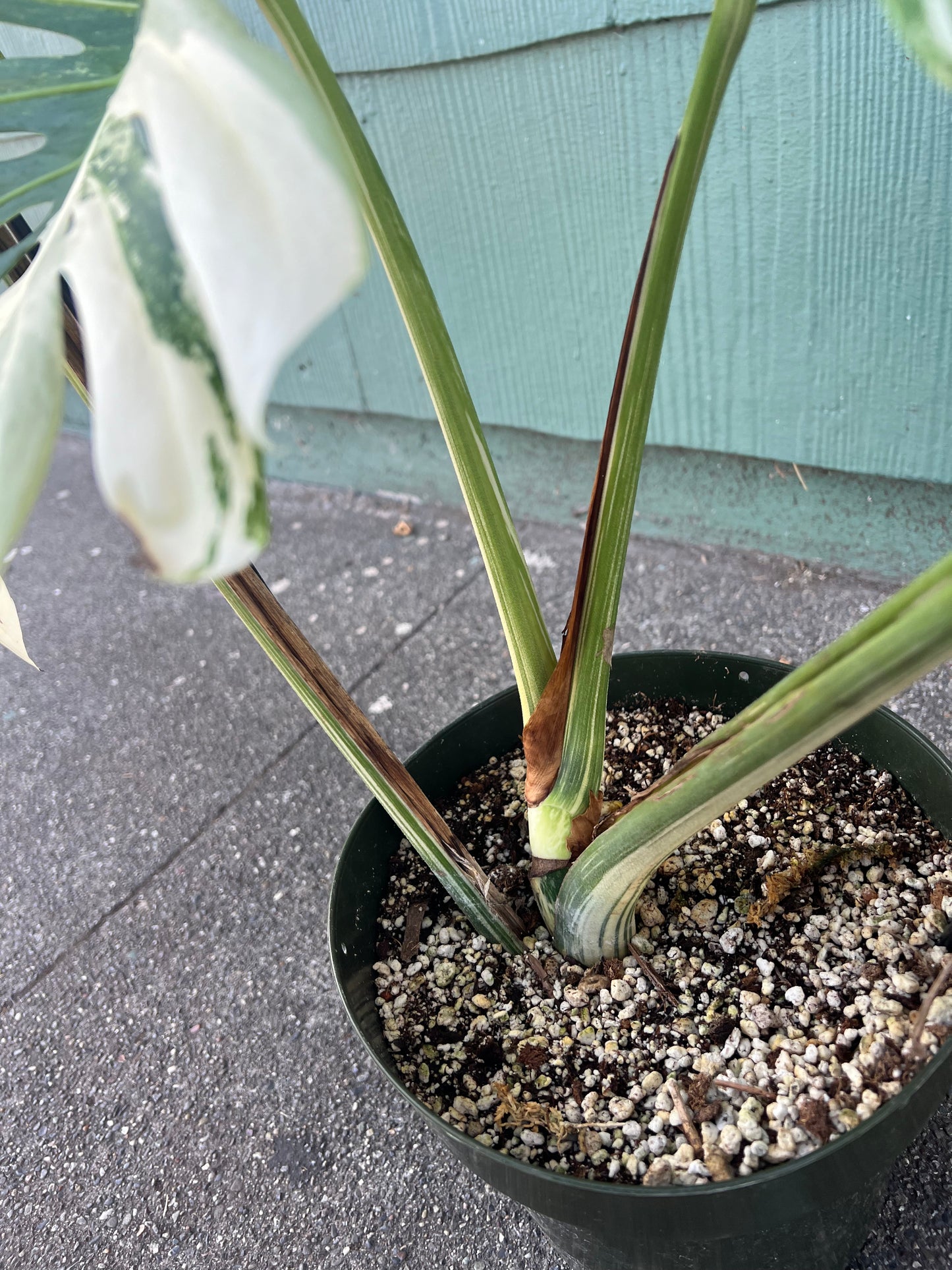 Monstera 'Albo Variegata' #1