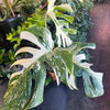 Monstera 'Albo Variegata' #3