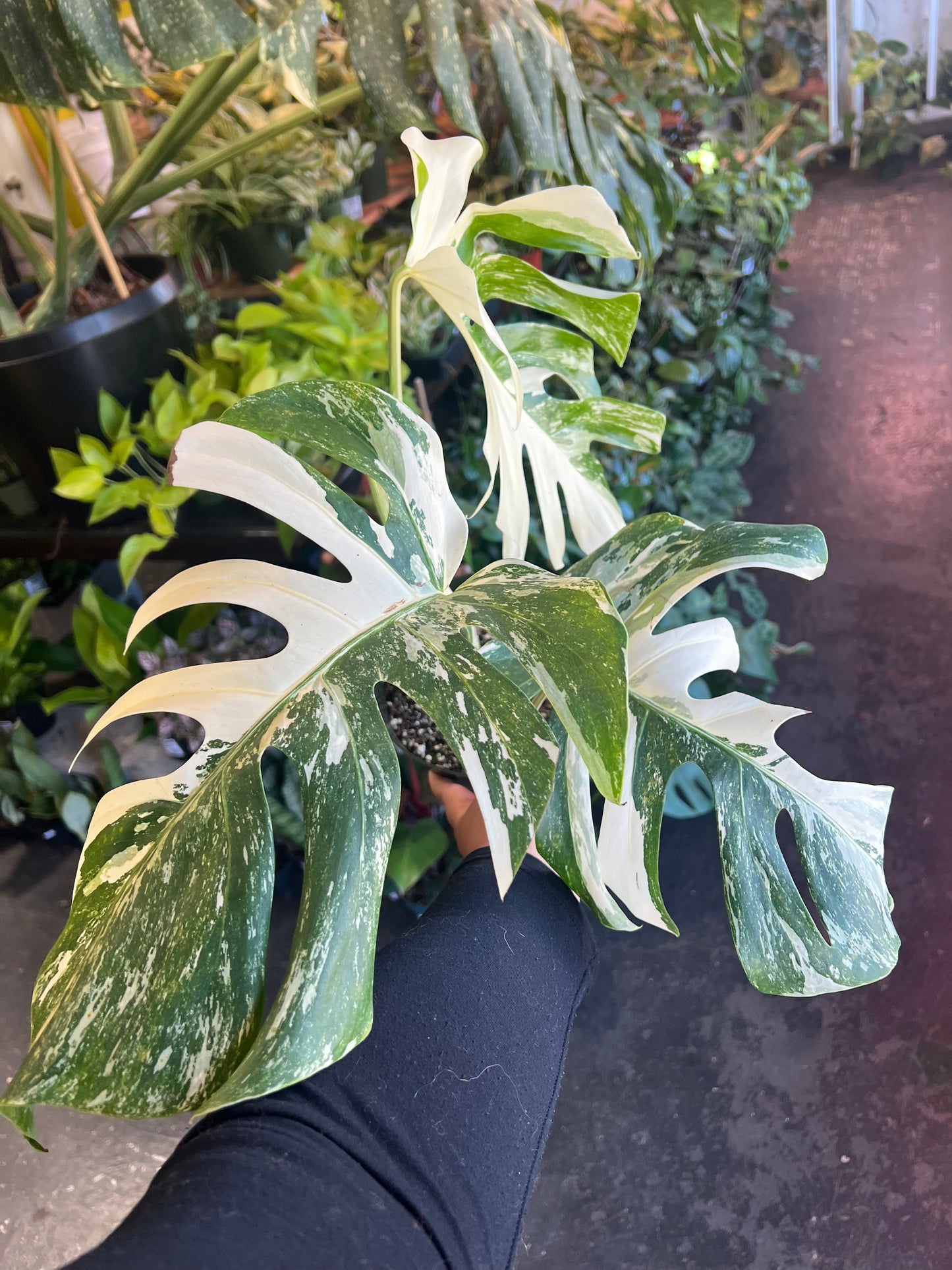 Monstera 'Albo Variegata' #3