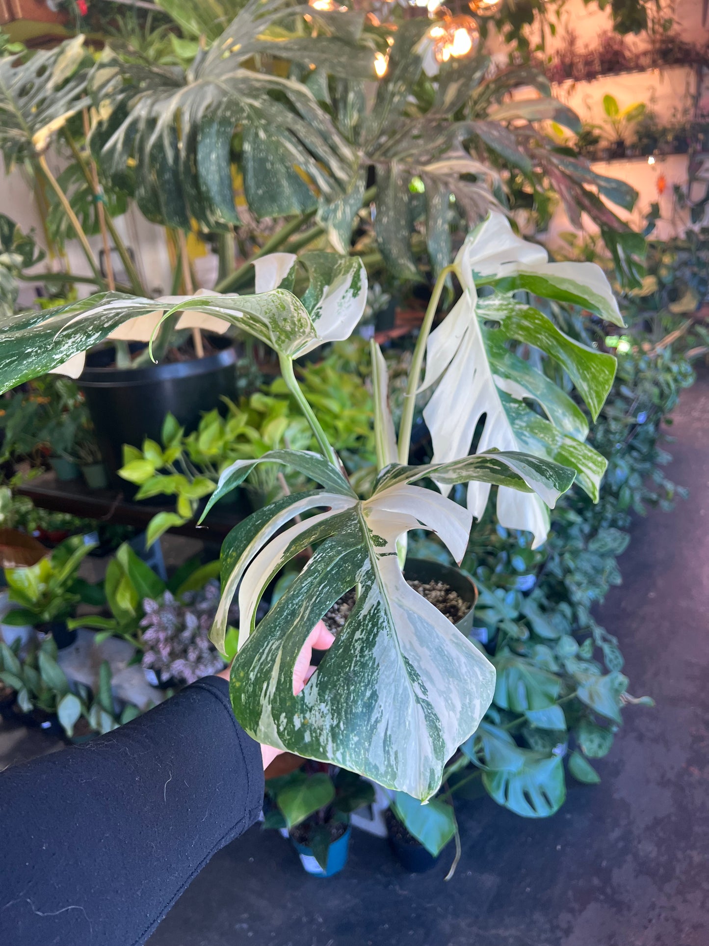 Monstera 'Albo Variegata' #3