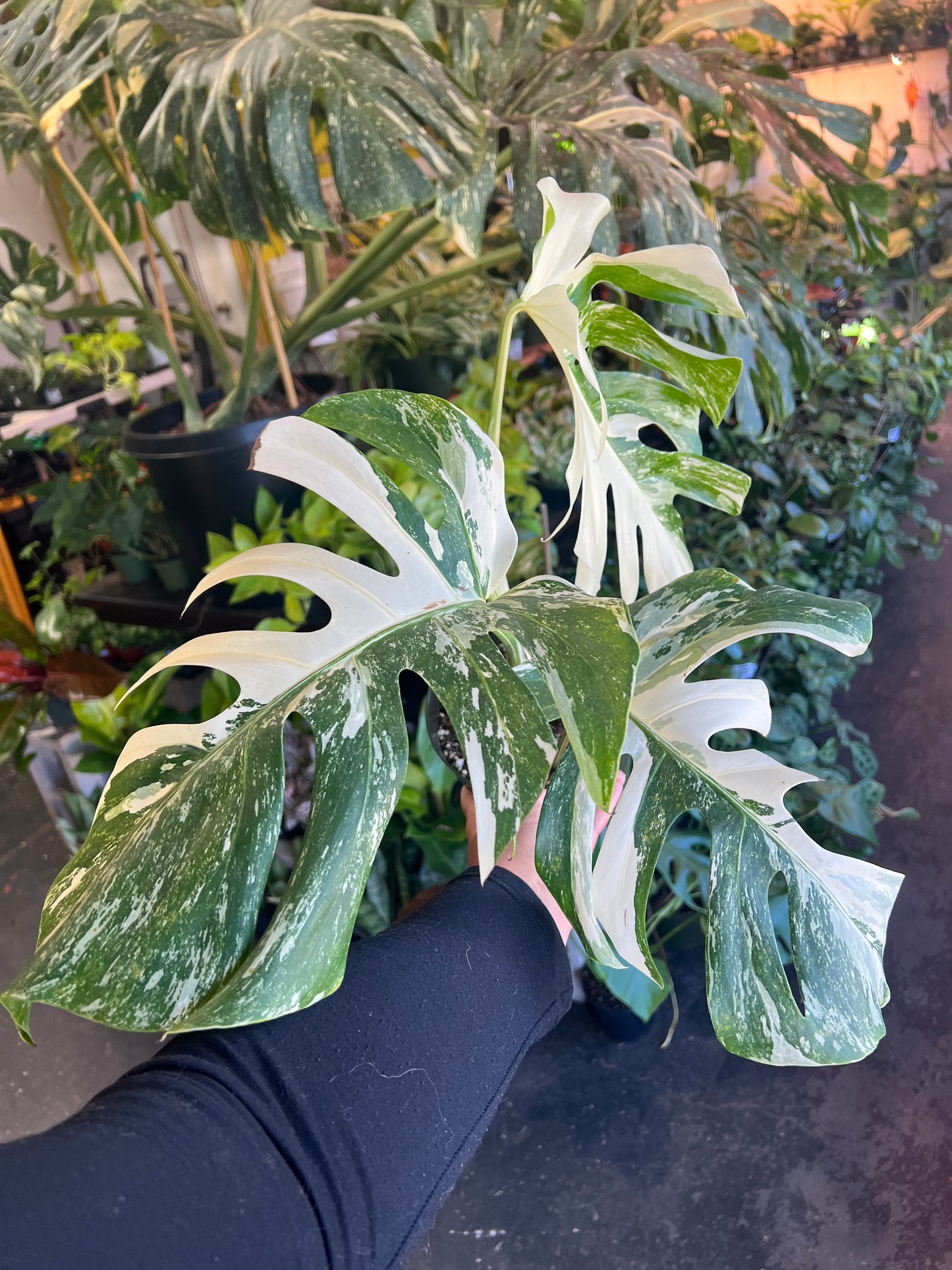 Monstera 'Albo Variegata' #3