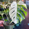 Monstera 'Albo Variegata' #3