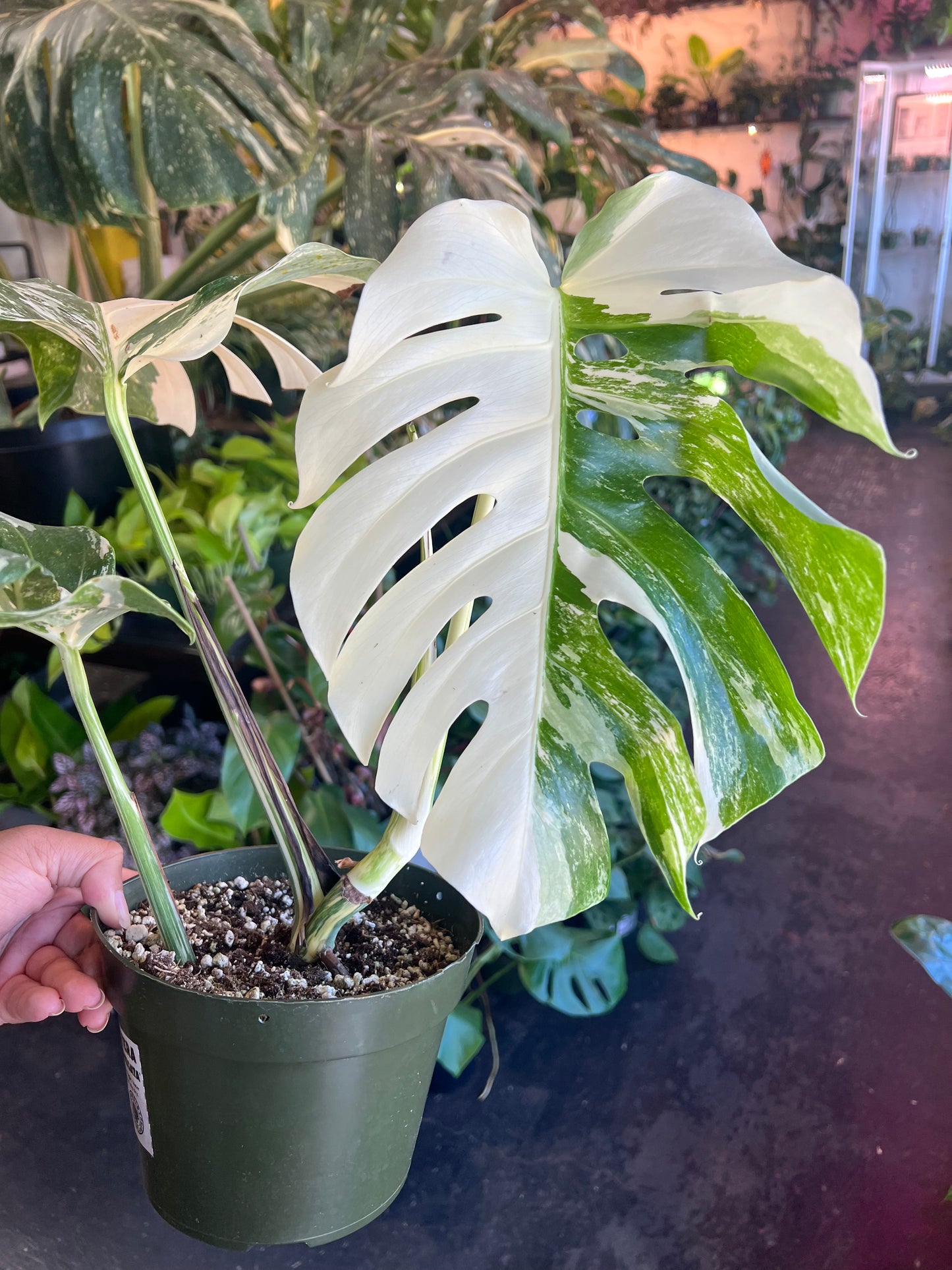 Monstera 'Albo Variegata' #3