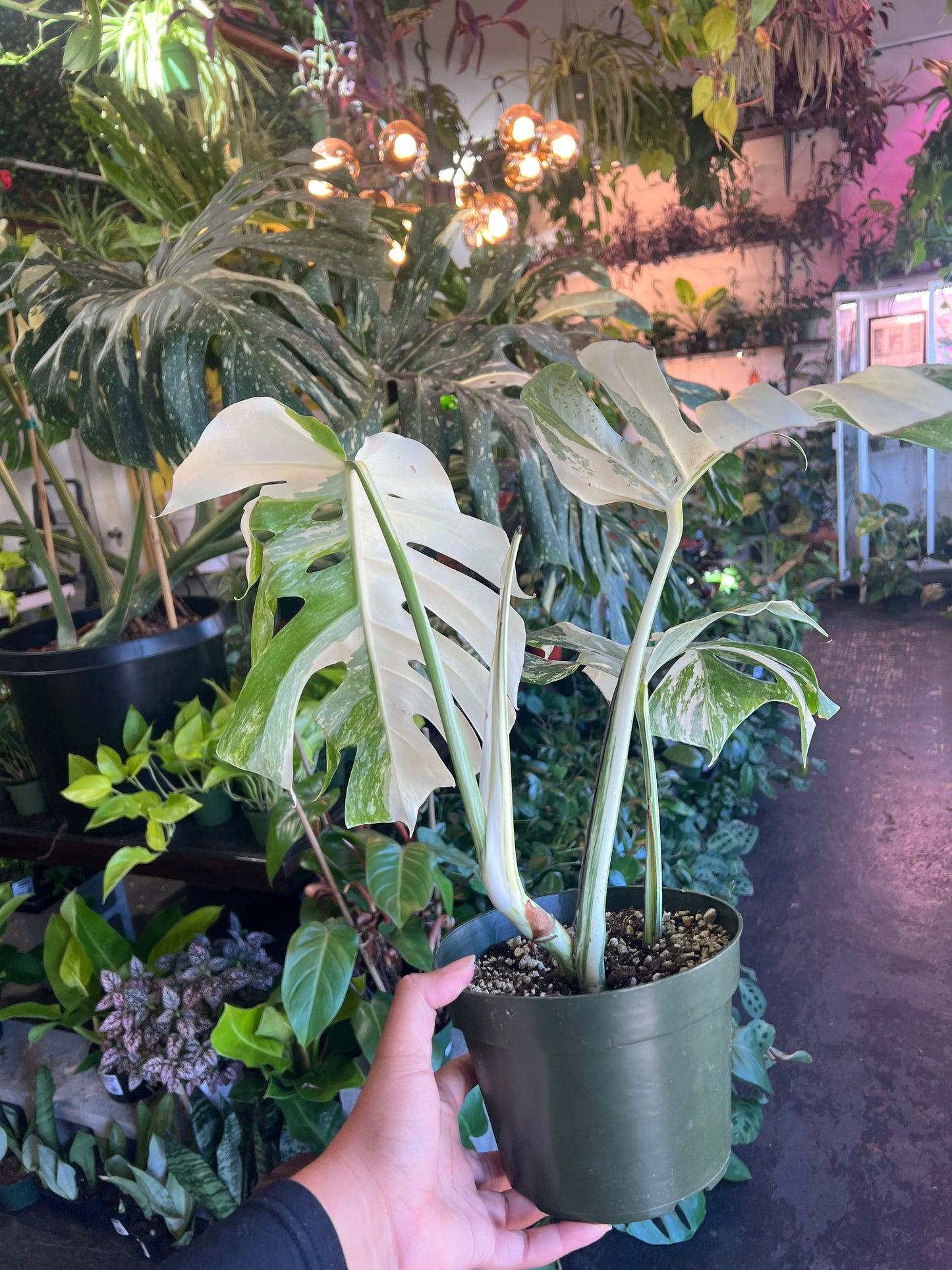 Monstera 'Albo Variegata' #3