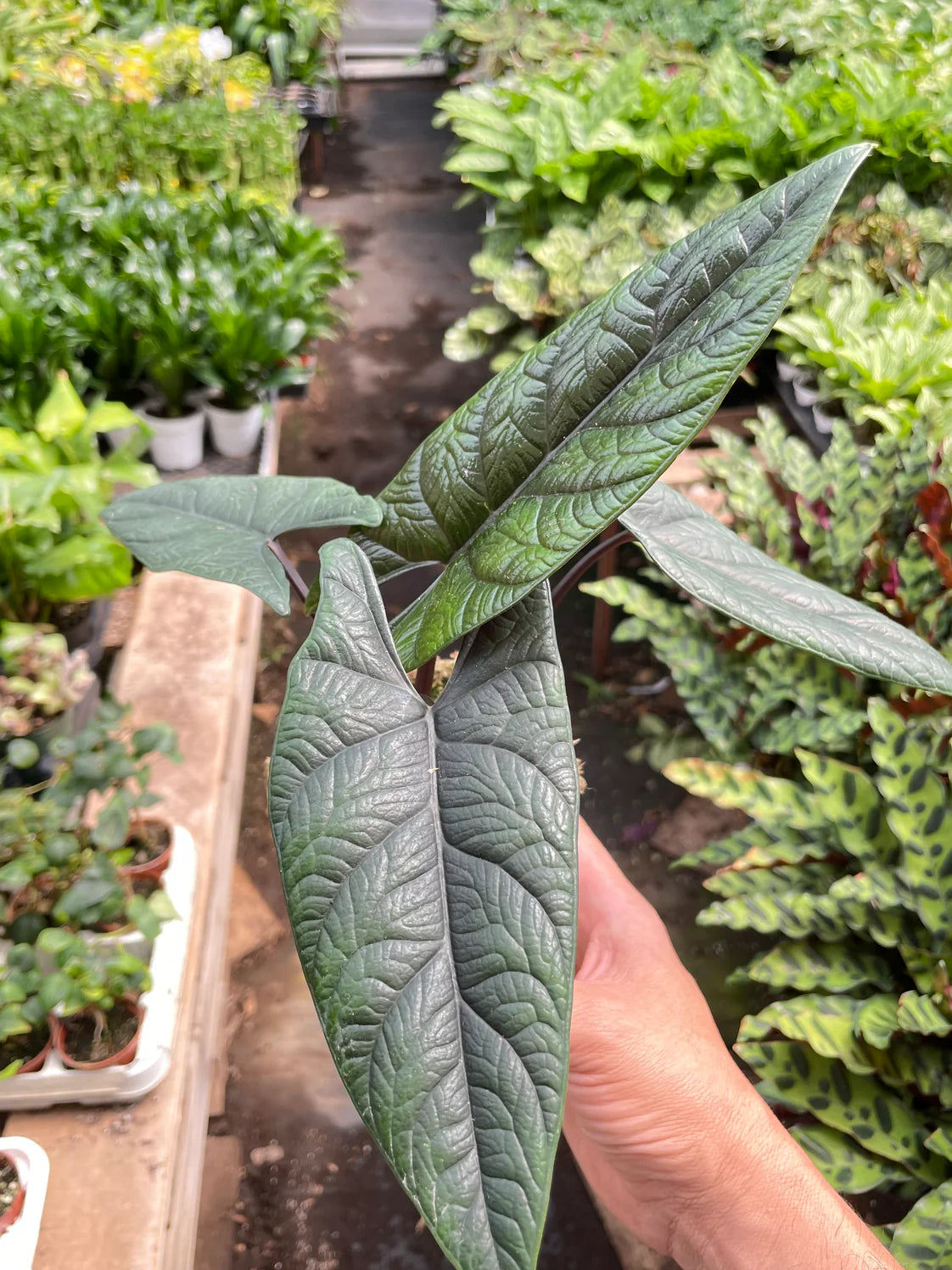 Alocasia 'Scalptum