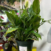 Spathiphyllum ‘Peace Lily'