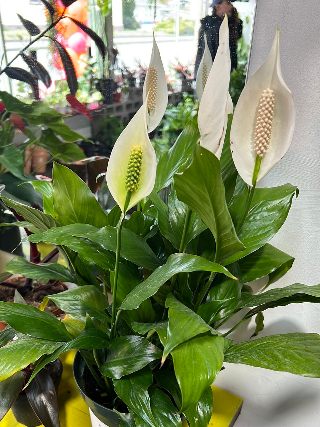 Spathiphyllum ‘Peace Lily'