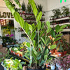 ZZ Plant 'Zamioculcas Zamiifolia'