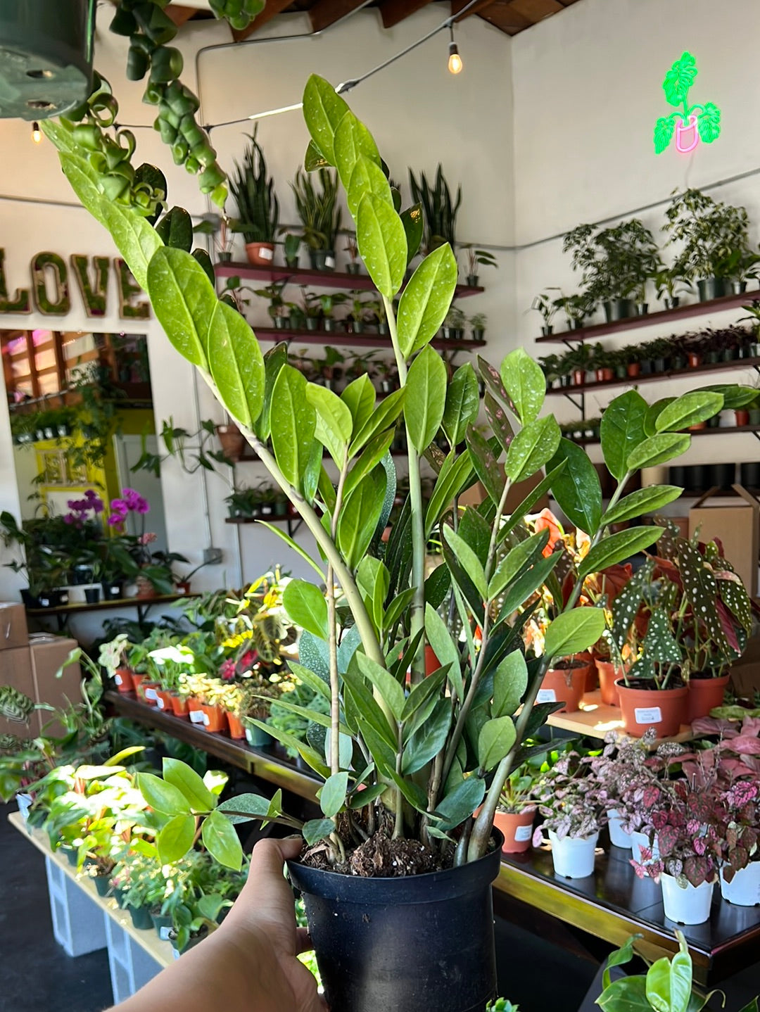 ZZ Plant 'Zamioculcas Zamiifolia'