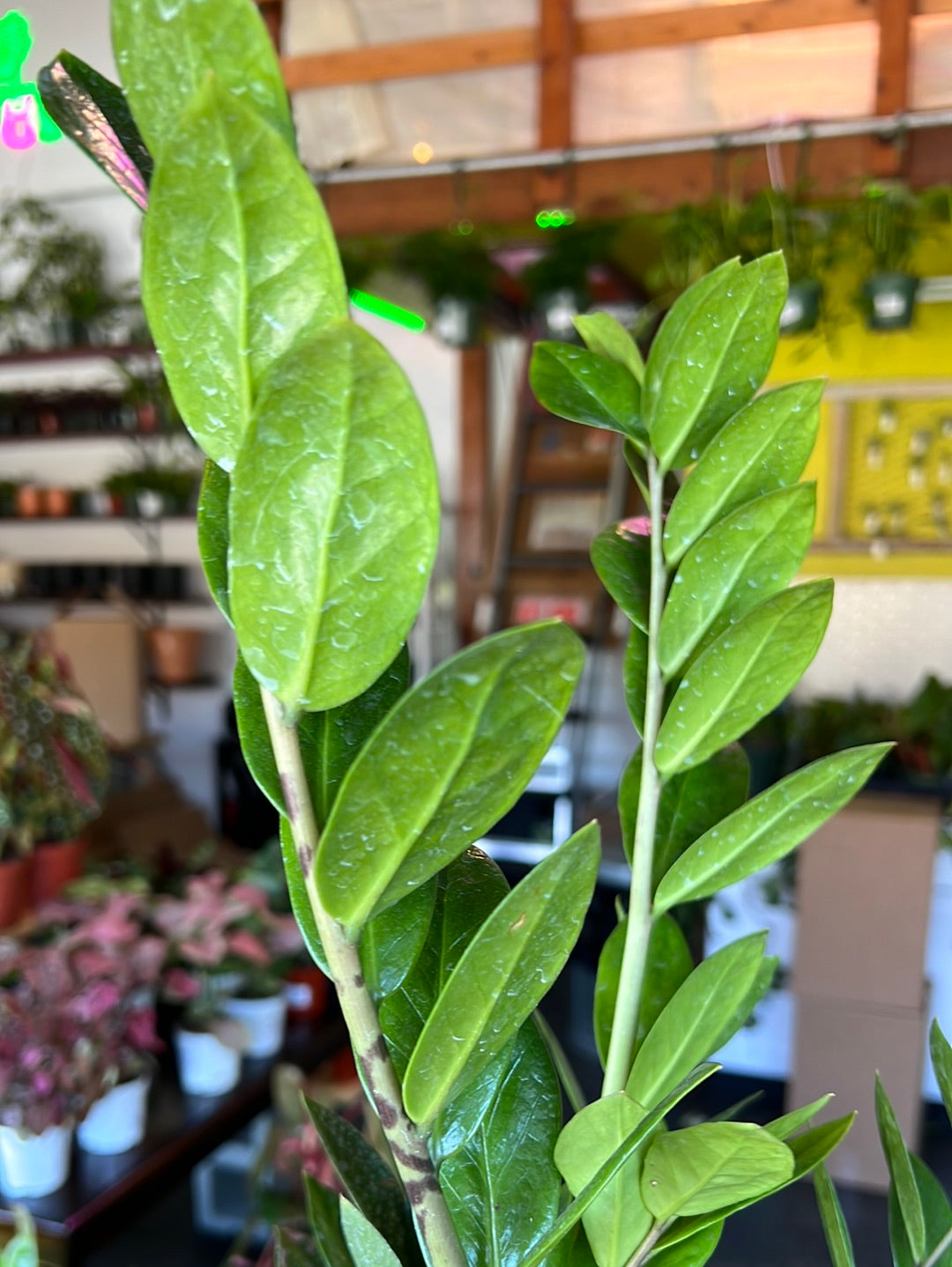 ZZ Plant 'Zamioculcas Zamiifolia'