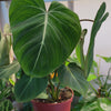 Philodendron Gloriosum ‘Zebra’