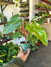 Philodendron Emerald Red